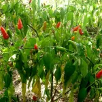 agro-business-monhevea-com-poursuit-ses-activites-agricoles