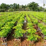 agro-business-des-revelations-sur-la-crise-qui-secoue-les-societes