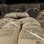 gagnoa-cafe-cacao-en-colere-des-producteurs-veulent-organiser-une-marche