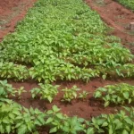 apres-des-marches-et-sit-in-souscripteurs-d-agrobusiness-travailleurs-dirigeants-d-entreprises-preparent-un-coup