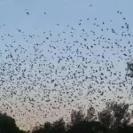 centre-ouest-un-village-attaque-par-des-milliers-de-chauves-souris