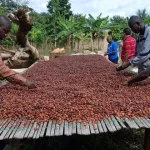 les-enfants-des-planteurs-prennent-position-la-filiere-cafe-cacao-n-est-pas-un-syndicat-d-etudiants-pour-s-adonner-aux-greves-intempestives