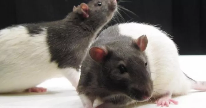 comment-se-debarrasser-des-rats-de-facon-naturelle