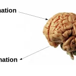 des-scientifiques-auraient-decouvert-un-moyen-d-uploader-de-la-connaissance-directement-dans-le-cerveau