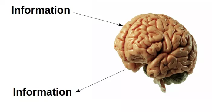 des-scientifiques-auraient-decouvert-un-moyen-d-uploader-de-la-connaissance-directement-dans-le-cerveau