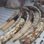 cote-d-ivoire-deux-trafiquants-arretes-avec-une-grande-quantite-d-ivoire-et-de-contrebande-de-produits-faunique