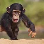 crime-faunique-deux-trafiquants-majeurs-ecopent-de-6-mois-d-emprisonnement-ferme