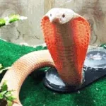 examen-du-bepc-un-serpent-cobra-cree-la-debandade-dans-un-secretariat