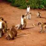 bondoukou-agresses-et-chasses-par-les-braconniers-les-singes-sacres-de-soko-fuient-vers-le-ghana