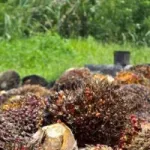 secteur-du-palmier-a-huile-les-producteurs-en-colere-projettent-de-paralyser-la-palmci