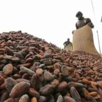 filiere-cacao-les-craintes-de-surproduction-de-l-icco-se-confirment