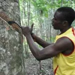 crise-dans-la-filiere-hevea-les-veuves-des-planteurs-menacent-les-jeux-de-la-francophonie