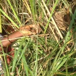 yopougon-le-cadavre-d-une-jeune-fille-decouvert-dans-un-marecage
