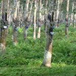 filiere-hevea-les-exportations-de-latex-en-hausse-de-30-le-prix-du-kilo-de-caoutchouc-reste-inchange