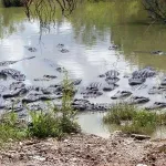 lagune-ebrie-50-crocodiles-denombres
