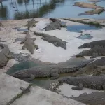 yamoussoukro-des-revelations-sur-les-sauriens-du-lac-de-feu-felix-houphouet-boigny