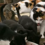 meurtres-et-viols-sur-une-vingtaine-de-chats-un-homme-de-26-ans-condamne-a-16-ans-de-prison