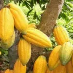 lutte-contre-le-swollen-shoot-33-000-hectares-de-plantations-detruites-bientot