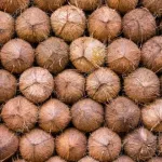 banditisme-un-gang-de-voleurs-de-noix-de-coco-demantele