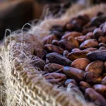 agriculture-les-cours-mondiaux-du-cacao-vont-grimper-d-ici-a-la-fin-2017