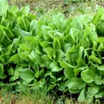 les-feuilles-d-oseilles-feuilles-dah-pour-soigner-vos-problemes-de-peau-et-guerir-les-maladies-cardio-vasculaires