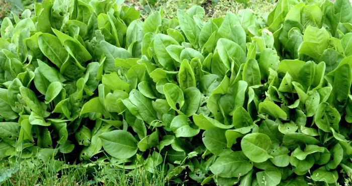 les-feuilles-d-oseilles-feuilles-dah-pour-soigner-vos-problemes-de-peau-et-guerir-les-maladies-cardio-vasculaires