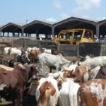 a-quelques-jours-de-la-tabaski-il-y-a-probleme-au-parc-a-betail-de-port-bouet