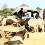 tabaski-2017-les-prix-des-moutons-a-yopougon-anyama-et-port-bouet