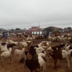 a-quelques-jours-de-la-tabaski-ce-qui-se-passe-sur-les-marches-de-betail-a-bouake