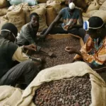 filiere-cafe-cacao-un-ex-baron-disparait-avec-19-millions-de-fcfa