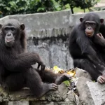 lutte-contre-le-trafic-d-especes-protegees-onze-trafiquants-arretes-en-6-mois