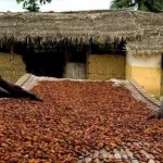 campagne-cacaoyere-2017-2018-le-prix-garanti-du-cacao-pourrait-atteindre-750-fcfa