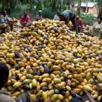 cacao-une-menace-guette-la-cote-d-ivoire