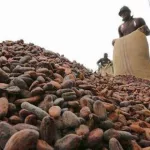 filiere-cafe-cacao-le-prix-du-cacao-reste-a-700-fcfa-kg-pour-la-campagne-2017-2018