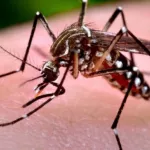 la-dengue-fait-ravage-au-burkina-faso-4017-cas-enregistres-dont-11-deces