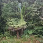 pretextant-la-desenvouter-un-tradi-praticien-viole-une-femme-mariee-en-pleine-foret