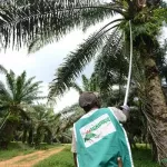 filiere-palmier-a-huile-un-geant-de-l-oleagineux-innove-avec-la-gestion-informatisee-de-ses-plantations