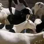 tiassale-le-plus-grand-voleur-de-moutons-de-la-zone-et-le-receleur-de-son-gang-arretes