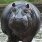 daloa-un-hippopotame-prive-une-partie-de-la-ville-d-eau