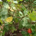 kanawolo-une-folle-accouche-dans-un-champ-d-anacardiers