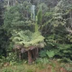 alepe-de-faux-proprietaires-de-foret-droguent-un-planteur-et-emportent-ses-biens