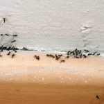cinq-astuces-pour-se-debarrasser-des-fourmis