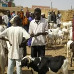 bouafle-une-grave-crise-eclate-entre-agriculteurs-et-eleveurs