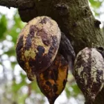 lutte-contre-la-maladie-du-swollen-shoot-50-000-fcfa-verses-aux-producteurs-pour-chaque-hectare-de-cacao-arrache