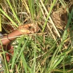 yamoussoukro-une-vieille-dame-portee-disparue-de-son-domicile-retrouvee-morte-pres-d-une-eglise