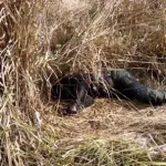 bouafle-mort-en-cascade-des-bouviers-dans-des-circonstances-non-encore-elucidees