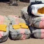 insecurite-pres-d-une-tonne-de-cannabis-saisie-a-grand-bassam