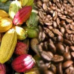 filiere-cafe-cacao-l-anaproci-renait-de-ses-cendres-lors-d-une-assemblee-generale