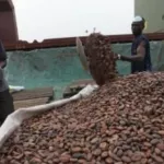 cacao-les-cours-montent-la-production-baisse