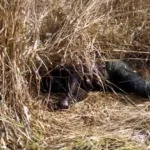 en-pleine-broussaille-un-homme-decouvert-mort-avec-un-preservatif-usage-autour-du-sexe